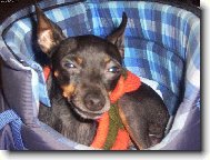 PRAGUE RATTER