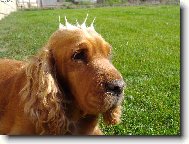 English Cocker Spaniel