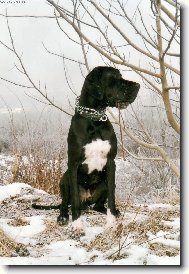 Deutsche Dogge