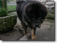 Tibetan Mastiff