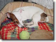 Jack Russell Terrier
