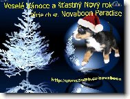 Grosser Schweizer Sennenhund