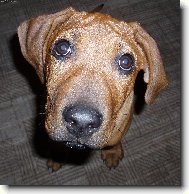 Rhodesian Ridgeback