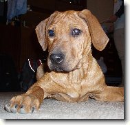 Rhodesian Ridgeback