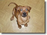 Rhodesian Ridgeback