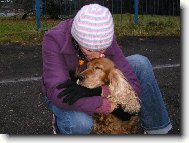 English Cocker Spaniel