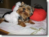 Jorkrsk terier, Yorkshire Terrier,