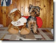 Jorkrsk terier, Yorkshire Terrier,