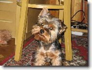 Jorkrsk terier, Yorkshire Terrier,