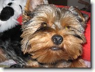 Jorkrsk terier, Yorkshire Terrier,