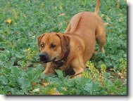 Rhodesian Ridgeback