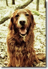 Irish Red Setter
