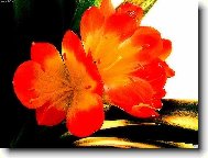 Clivia