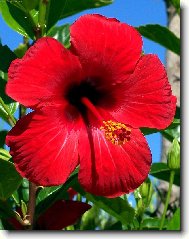 Hibiscus rosa-sinensis