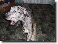 Deutsche Dogge
