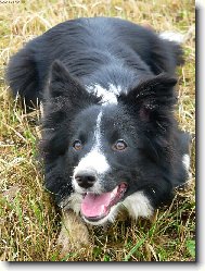 Border Collie