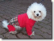 Bichon á poil frisé, Bichon Frise