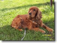 American Cocker Spaniel