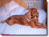 American Cocker Spaniel