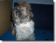 icu, Shih-Tzu