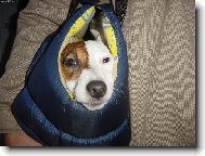 Jack Russell Terrier