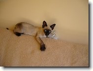 Siamese cat