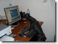 Manchester terrier \(Dog standard\)