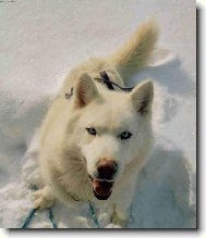 Siberian Husky