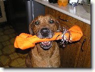 Rhodesian Ridgeback