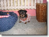 Jorkšírský terier, Yorkshire Terrier,