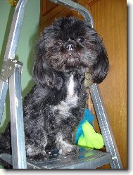 icu, Shih-Tzu