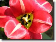 Tulipa