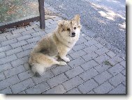 German spitz medium size \(Dog standard\)
