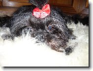 icu, Shih-Tzu
