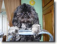 icu, Shih-Tzu