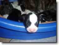 Welsh corgi cardigan \(Dog standard\)