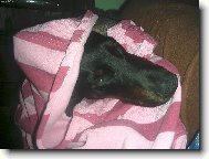 Dobermann, Doberman