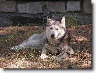 Siberian Husky