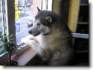 Alaskan Malamute