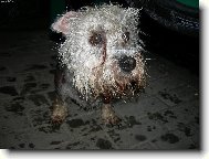Dandie Dinmont Terrier