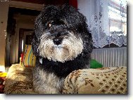 Lhasa Apso