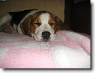 Beagle