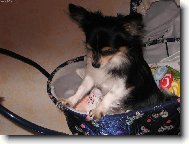 Chihuahua