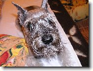 Zwergschnauzer, Miniature Schnauzer