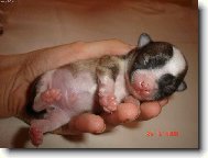 Chihuahua