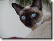 Siamese cat