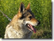 Czechoslovakian wolfdog