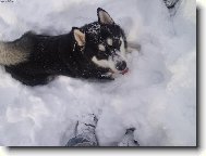 Alaskan Malamute