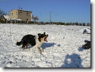 Border Collie