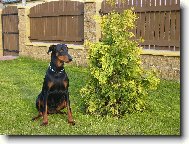 Dobermann, Doberman